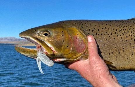 cutthroat fishing lures 4” White Ice Cutthroat Special (8pack)