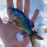 Fire panfish top water bait