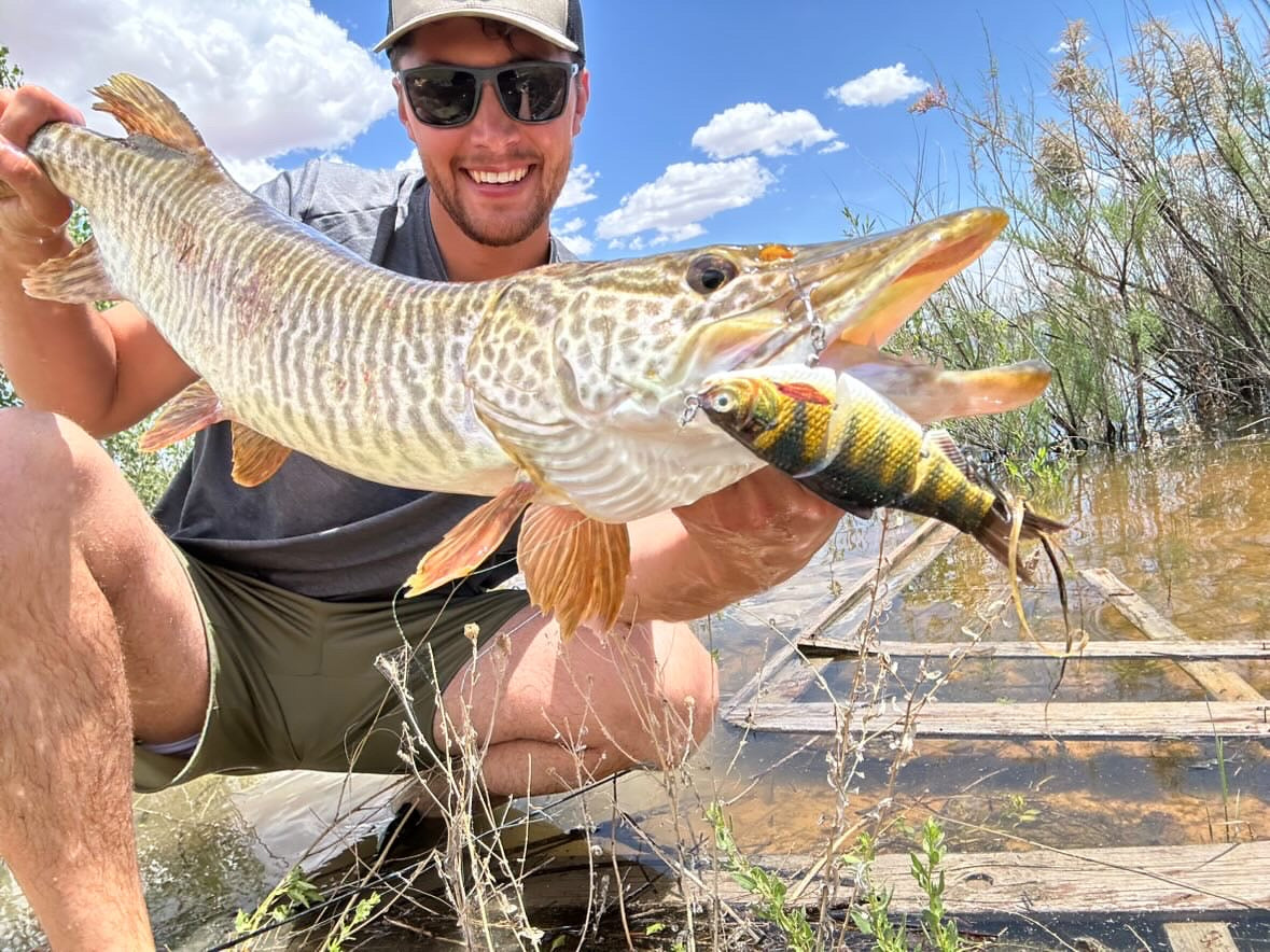 4 1/2" Hard Body Perch Swimbait
