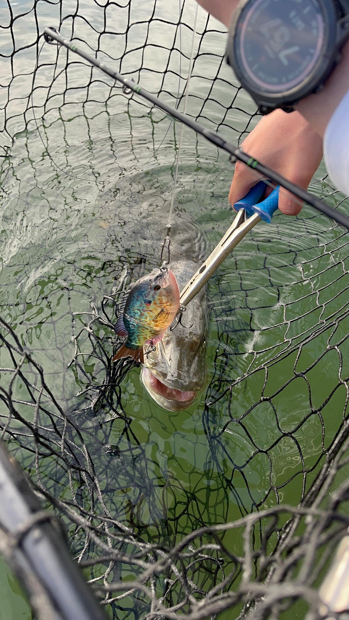 5 1/2" Panfish Top Water Swimbait