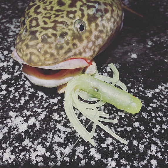 burbot fishing lures 4” Burbot Slayer Combo (8 pack)